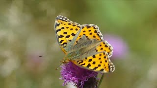 Lente in Nederland, natuurkijkjes in Gelderland en Overijssel - Thumbnail