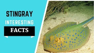 Stingray Facts For Kids - All The Information You Need To Know!