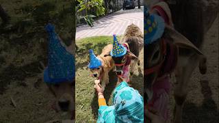Who’s ready for the treat? 🦴🐮 #Shorts #funnyanimals #dogsoftiktok