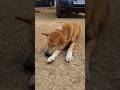 "Subah Subah Nind Se Uthne Ki Goli Chahiye" #funny #dog #shorts #shortsfeed #ytshorts #sorts #नींद