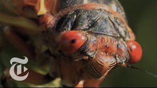 Cicadas 2013: Why So Few Sightings in New York City? | The New York Times