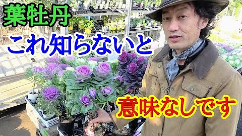 تحميل 踊り葉牡丹