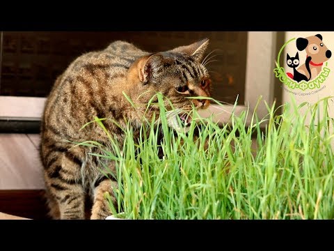 Для чего кошке нужно давать траву?