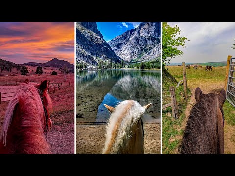 Video: American Walking Pony Horse Breed Hypoallergenic, Kalusugan At Life Span