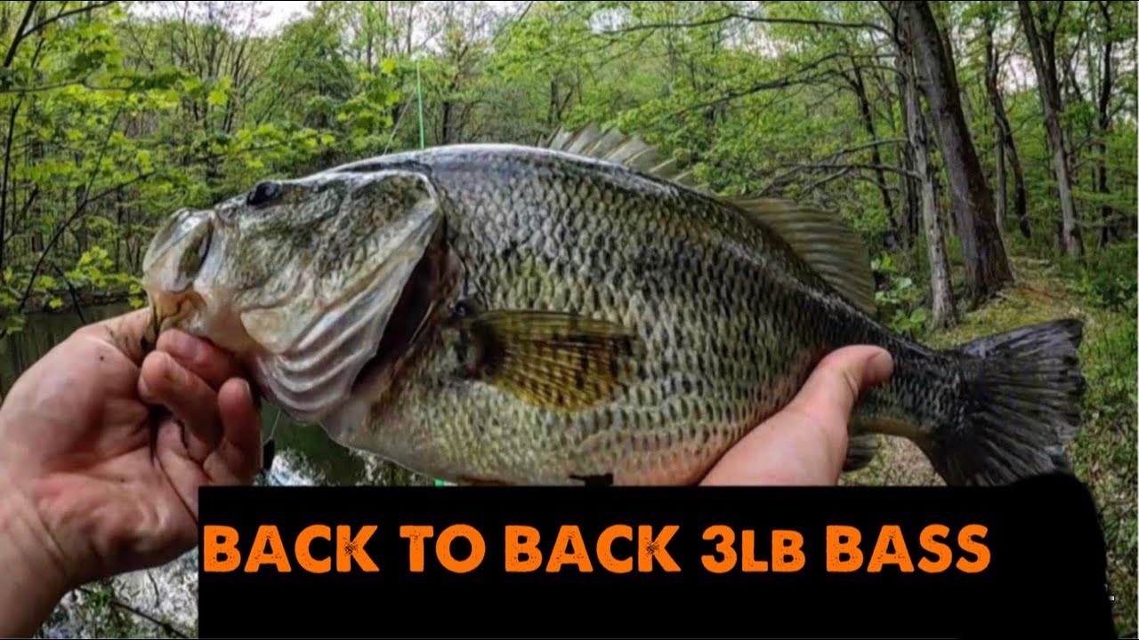BACK TO BACK 3 POUND BASS - YouTube