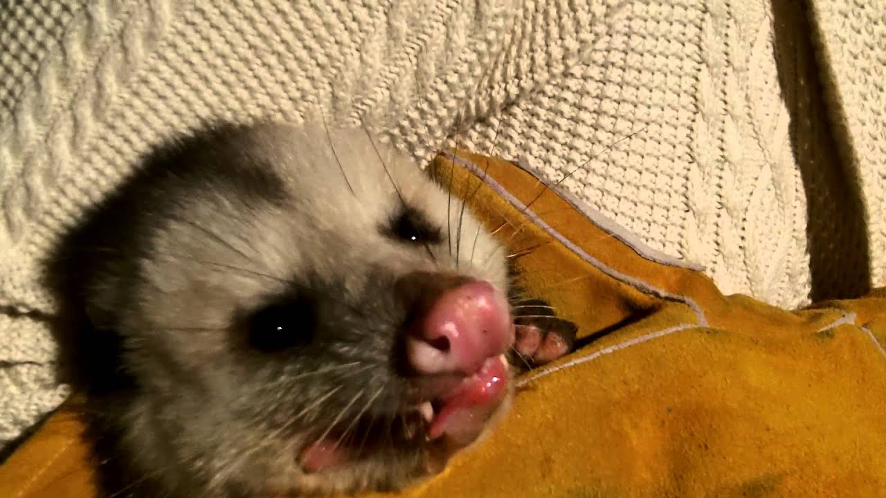 snake oil Possum Removal Johns Creek, GA - Gotta love them.