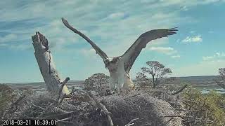 Female Osprey Chases Possible Intruder Away From Nest – March 21, 2018