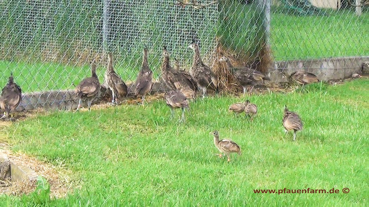 peacock chicks