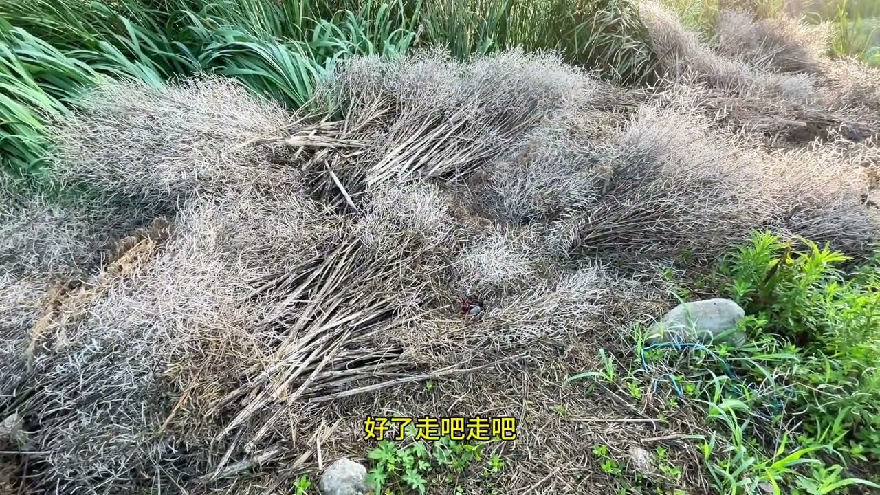 先收黄鳝后收龙虾 #真实户外  #野生黄鳝  #今天的收获  #抓黄鳝  #逮鱼摸虾