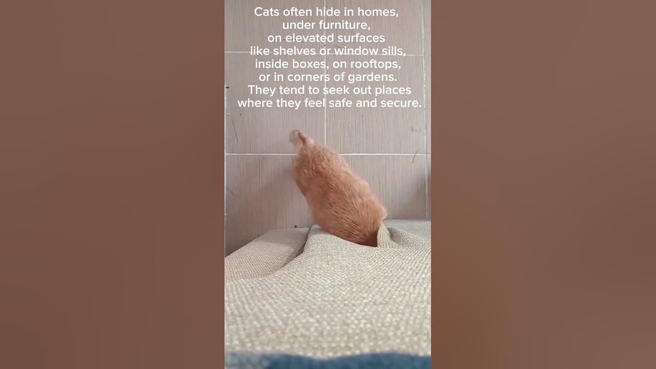 where-do-cats-hide-youtube