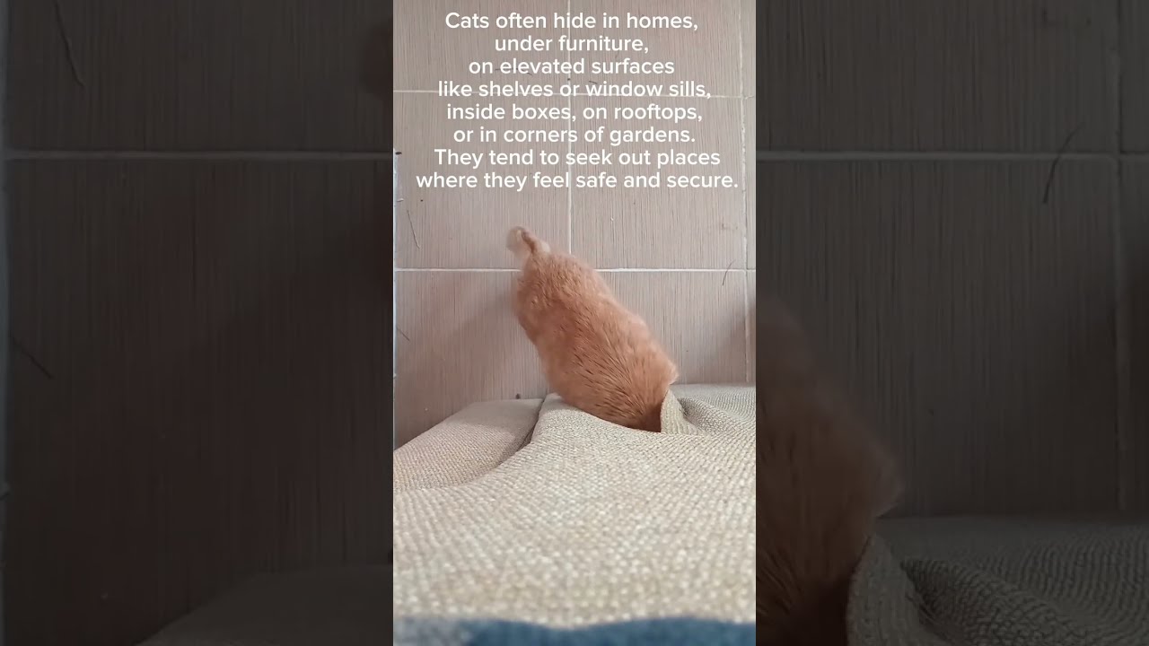 where Do Cats Hide YouTube where Do Cats Hide YouTube