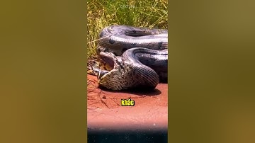 Có phải trăn Anaconda không bao giờ ngừng lớn. sự thật thú vị mà có thể bạn chưa biết.