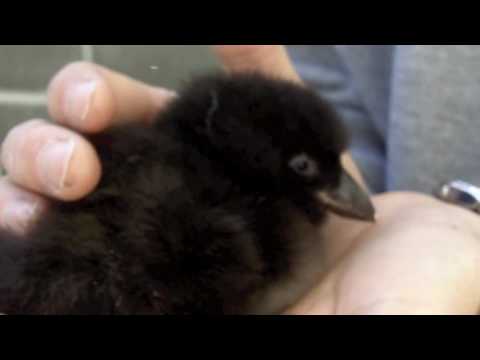 Horned Puffin - Alaska Sealife Center