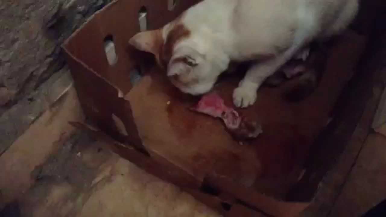 cat not eating 3 days