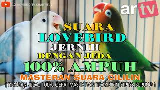 MEDIA HOBI : Masteran suara Lovebird jernih dengan jeda, 100% Ampuh dan tidak bikin stres burung.