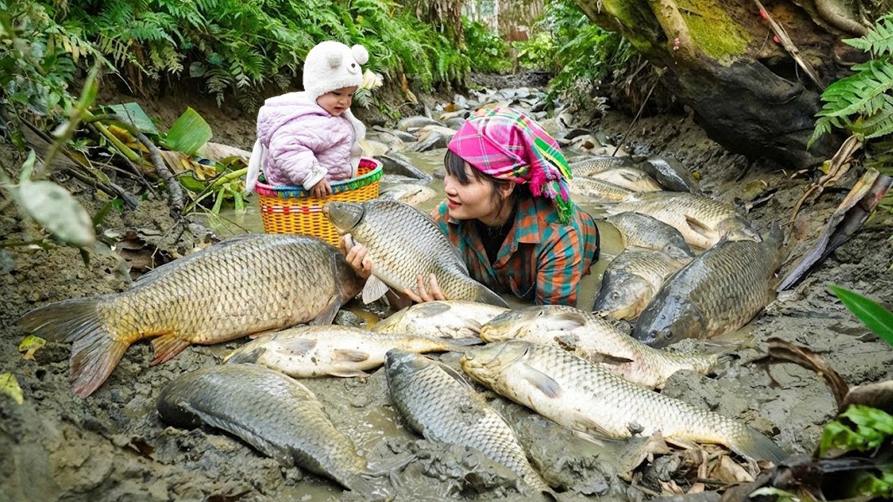 Catching a huge school of fish in a forest stream on a rainy day - go to the market to sell.