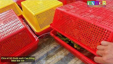 Chia sẻ Kỹ thuật nuôi Cua đồng sinh sản