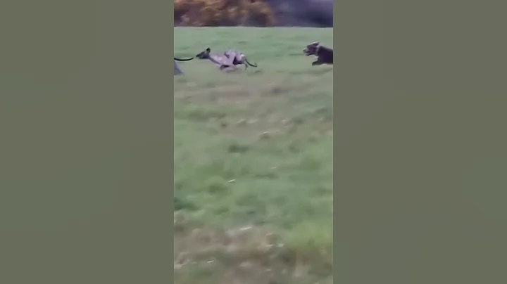 Archie the whippet, jumps on Arlos back😆 #shorts