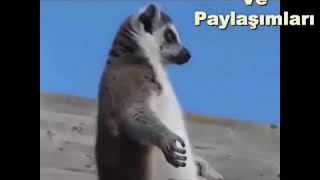 Kürtçe Komik Dublajlar Xude Xude Soleki bıdemın Aso Ve Paylaşımları