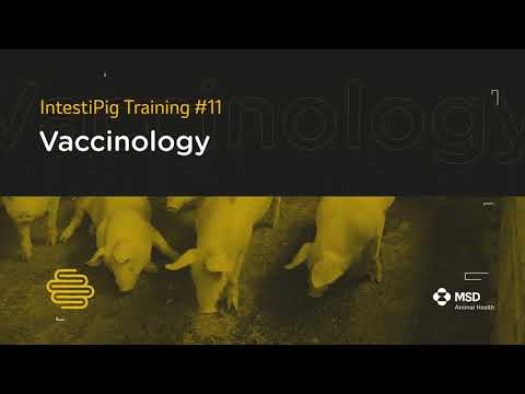 MSD Animal Health IntestiPig Flash Ep.11 - Vaccinology