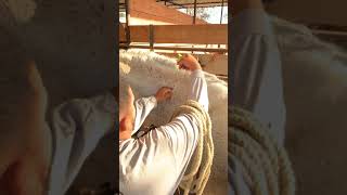 Como poner el microchip de un Caballo. CaballosJesusHerrera.com Tel o WhatsApp(818)335-2735
