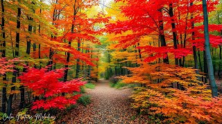 картинка: Красивая расслабляющая музыка 🍁 Осенние мелодии для снятия стресса и исцеления №2