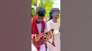 اوتار الرتاجه كرم الله بخيت 