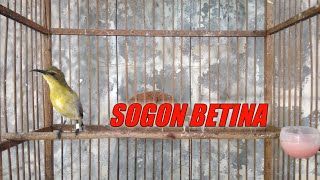 Download Lagu SOGOK ONTONG BAHAN PASTI LANGSUNG RESPON | SOGON BETINA MEMANGGIL JANTAN MP3