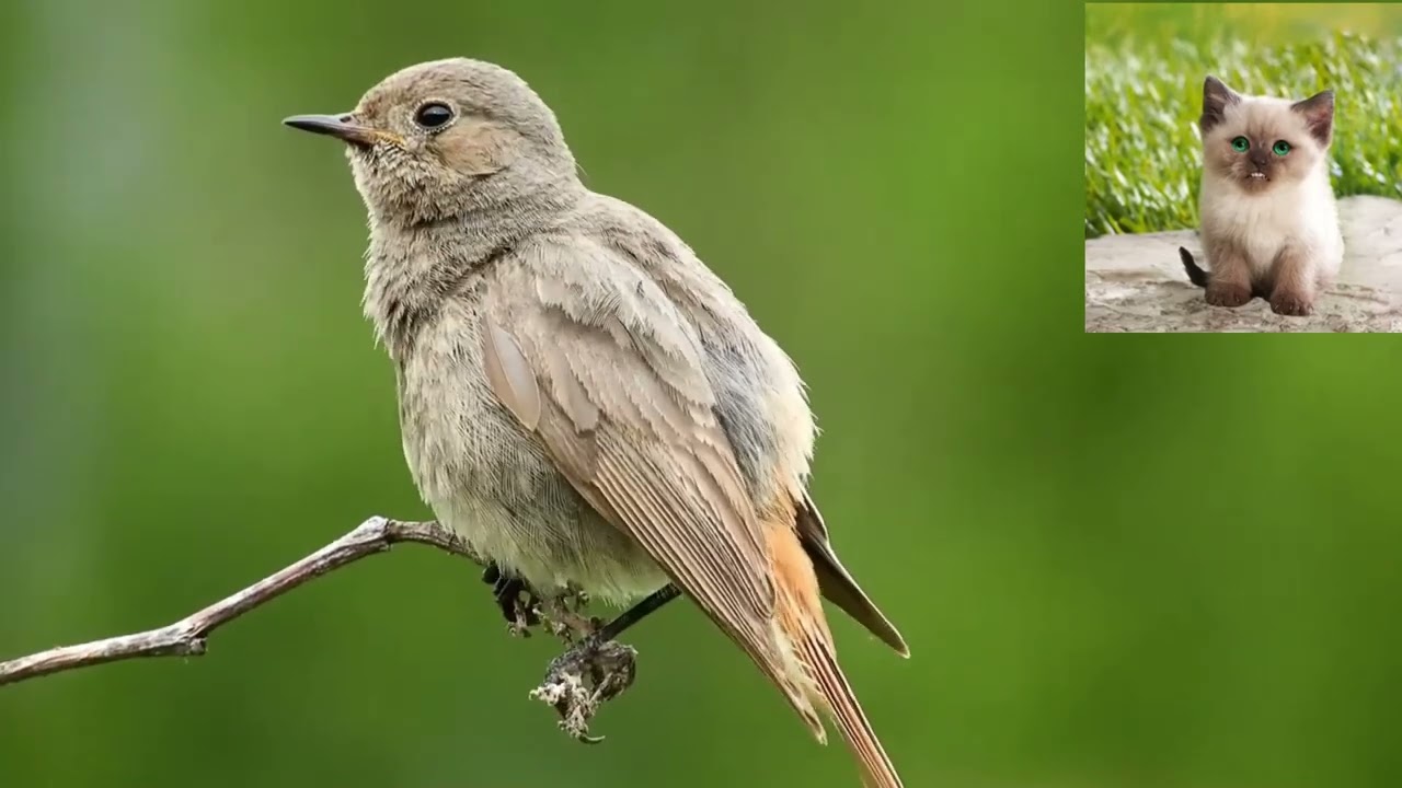 Горихвостка чернушка Phoenicurus ochruros