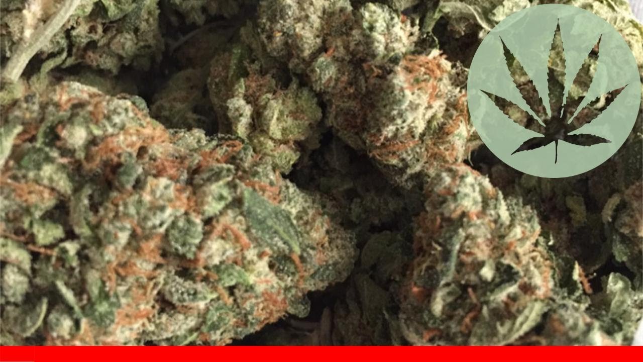 Yeti Og - All About This Strain