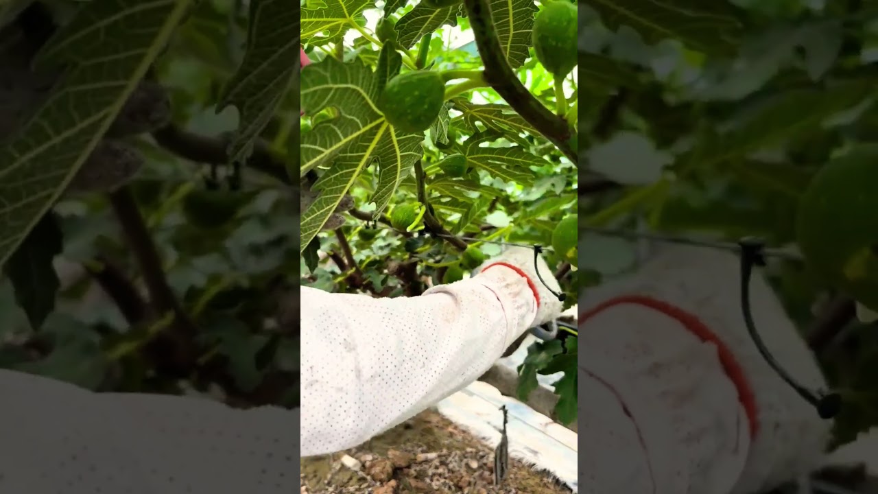 Do you know why we prune fig leaves? #FigGrowthProcess