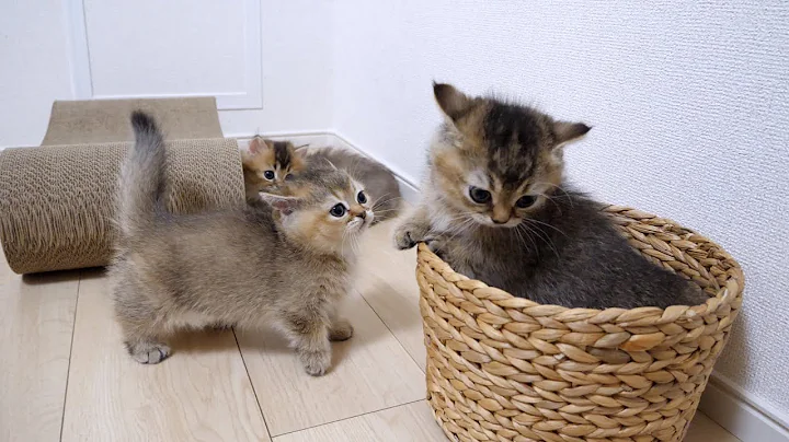 Video 4089141: british shorthair, brown tabby, munchkin, kittens fighting cute, best cute kittens