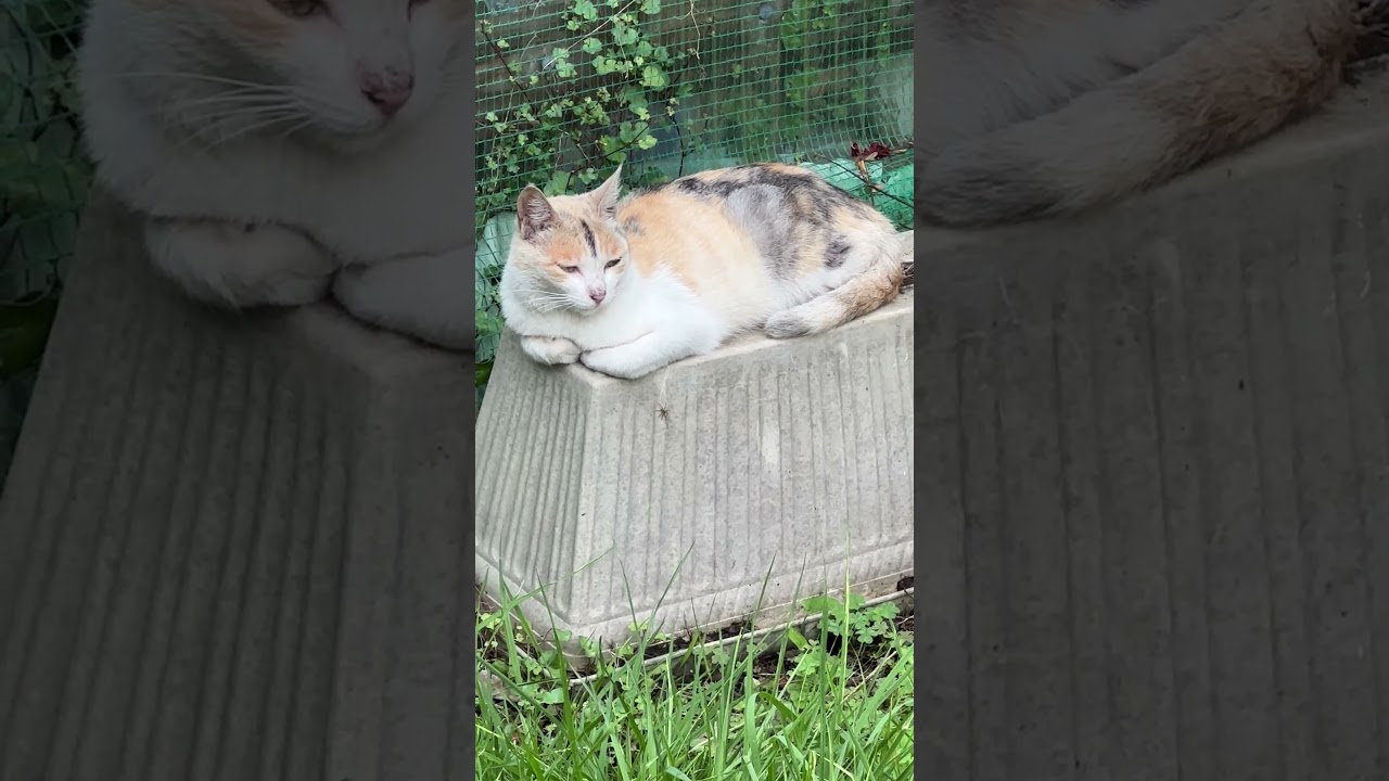 眠りネコのサンデー。ただただ眠るだけ。むにゃむにゃ。 #猫 #cat #三毛猫