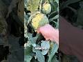 5 Fruits With Natural Armor You Won’t Believe 🐉🍍
