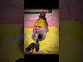 ✨(12th video) ❤️‍🩹premanand Ji Maharaj✨ prem से बोलो Radhey 🌸 Radhey #viral #motivation #viralnow