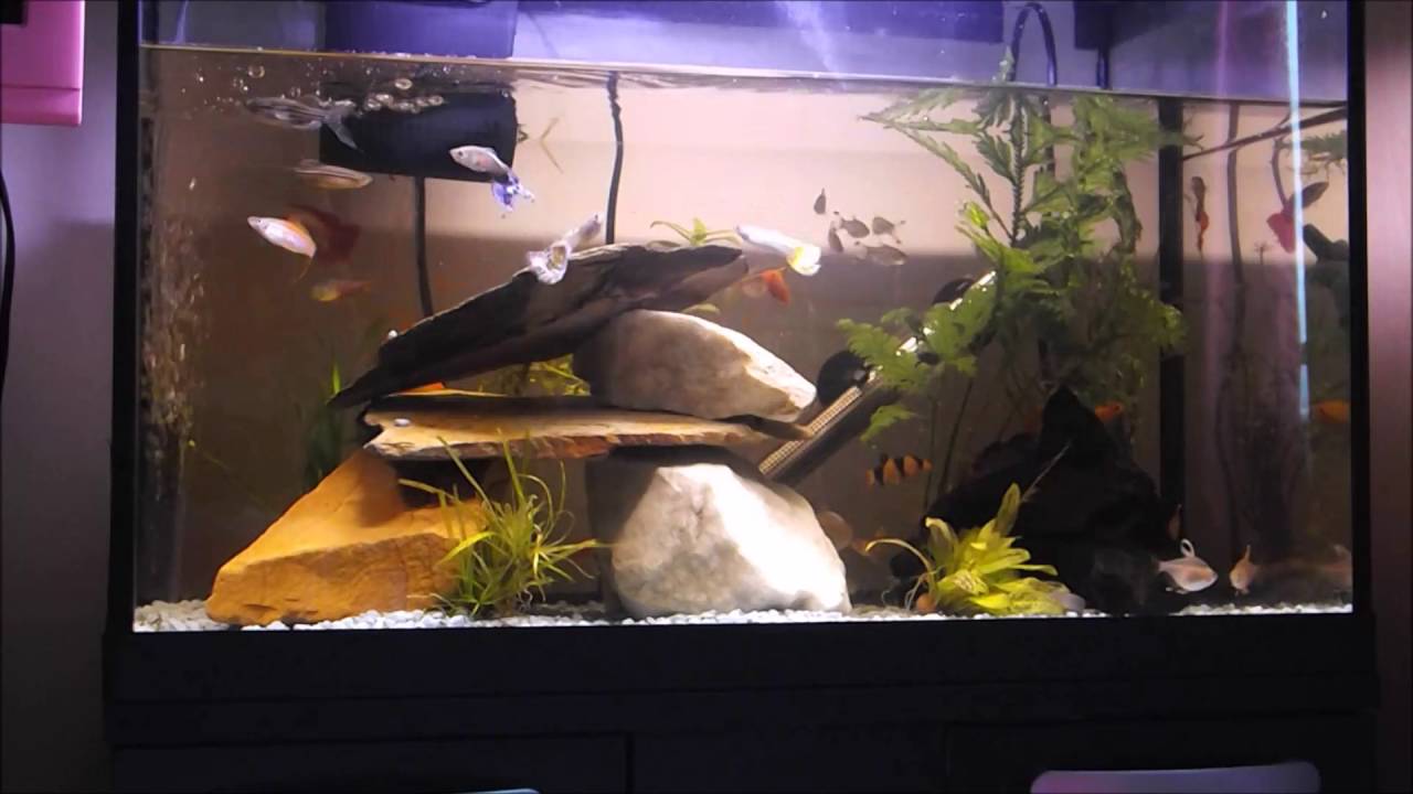 How I clean my fish tank YouTube