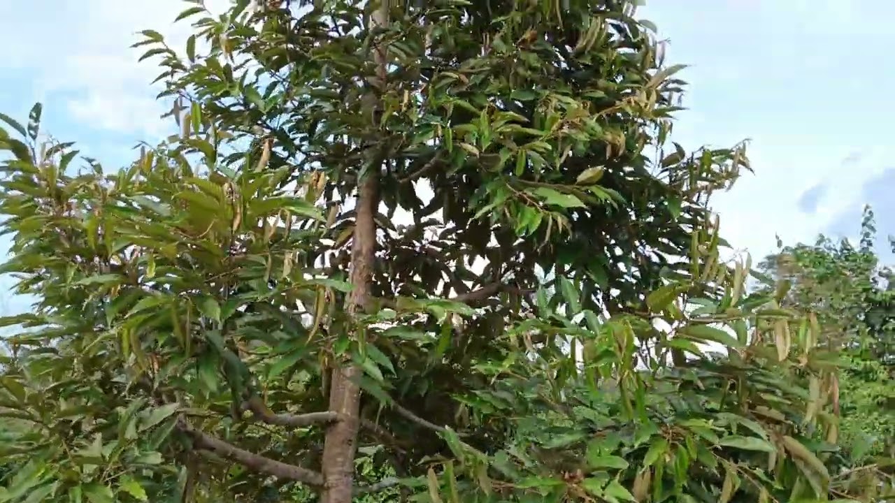 Pusing kebun durian di Tanoh Huma Agrofarm untuk buat pemeriksaan setiap pokok.