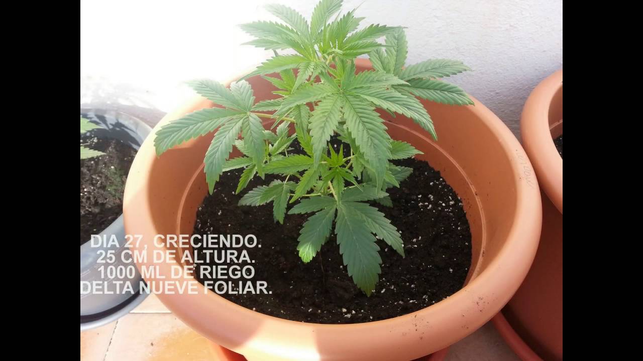 SEGUIMIENTO COMPLETO WIDOW AUTOFLORECIENTE CON BAJO CONSUMO, SEMILLA A GRANEL DE GROWBARATO.NET