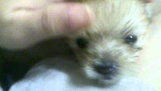 VID_20111115_232555.3gp