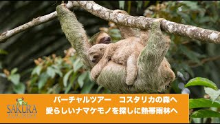 【第1回】愛らしいナマケモノと世界一美しい幻の蝶を探して活火山の麓へ