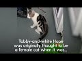 Playful kitten called Hope is found to be neither male nor female in veterinary first