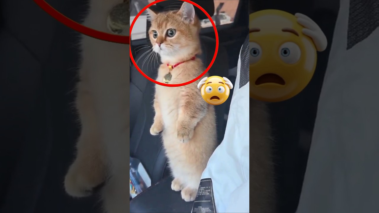 Он тоже был в замешательстве 