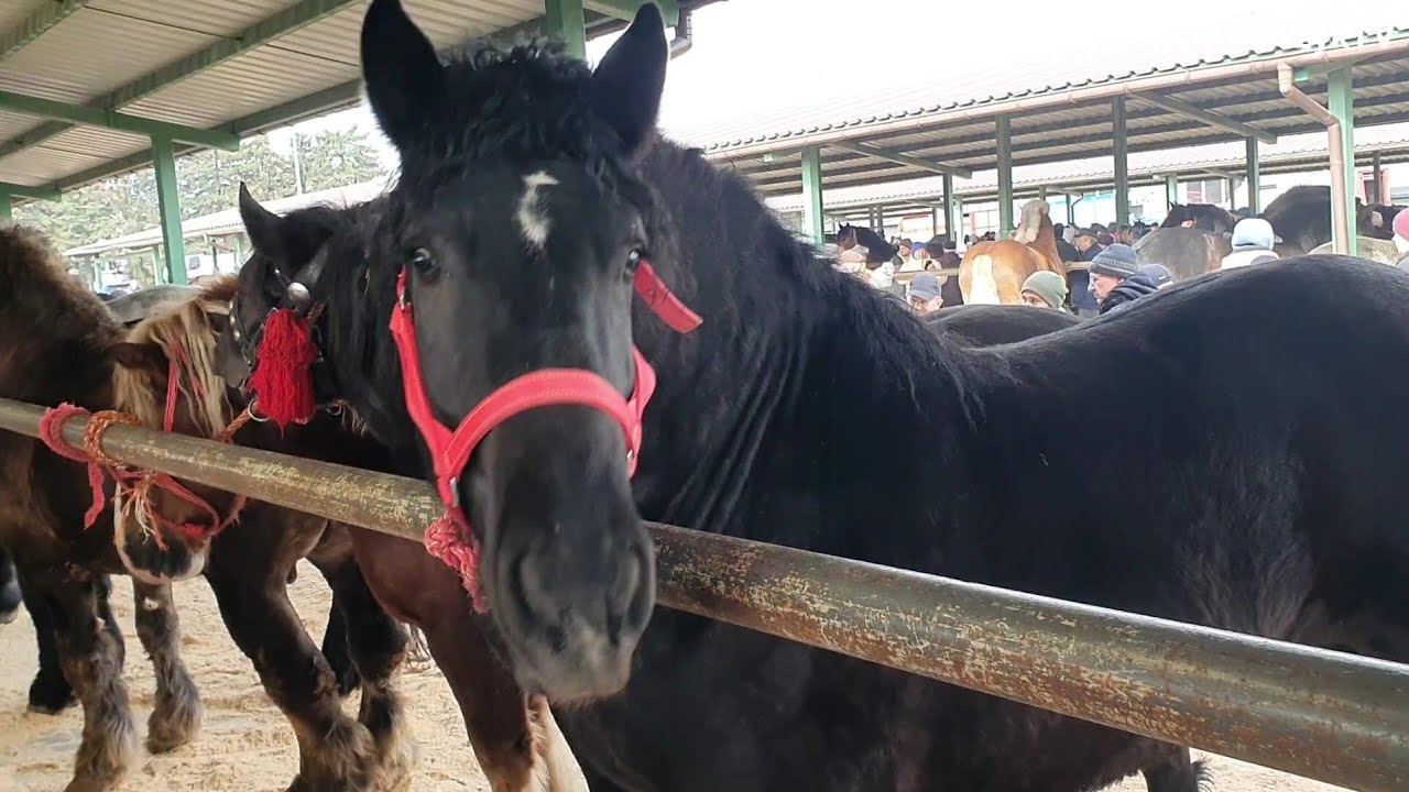TARG KOŃSKI 23 02 2026  tłumy oglądających ale i setki koni zjechało dziś do Skaryszewa 