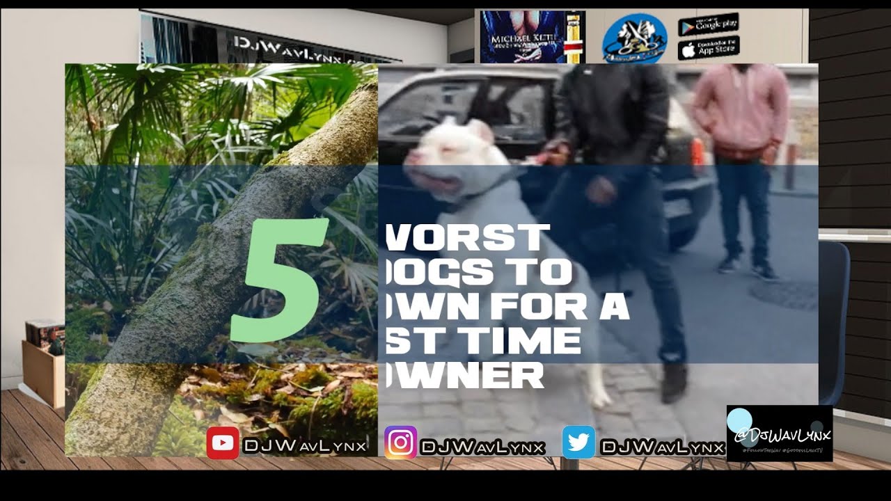 Worst Dogs for First Time Owners Top 5: Keep It Simple 