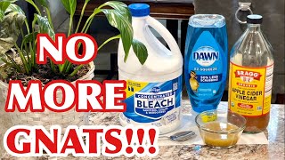 HOW TO GET RID OF GNATS In The House... FINALLY!!!