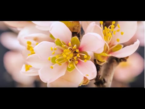 ახალი არომატი Avon-საგან Attraction Sensation