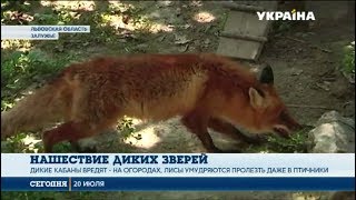Сёла Львовской области атакуют дикие звери