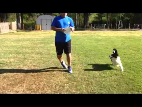 Hope a three legged frisbee catching puppy