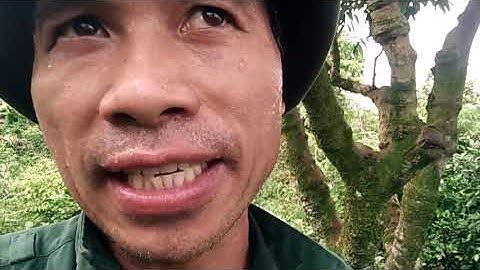 Xã nào ở Lục Ngạn nên ghép chuyển đổi Vải Thiều sang vải U Hồng, xã nào nêu giữ Vải Thiều để làm?