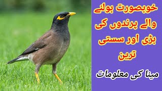 myna bird baby hand feeding | myna bird ki awaz in pakistan price | myna bird ko bolna kaise sikhe /